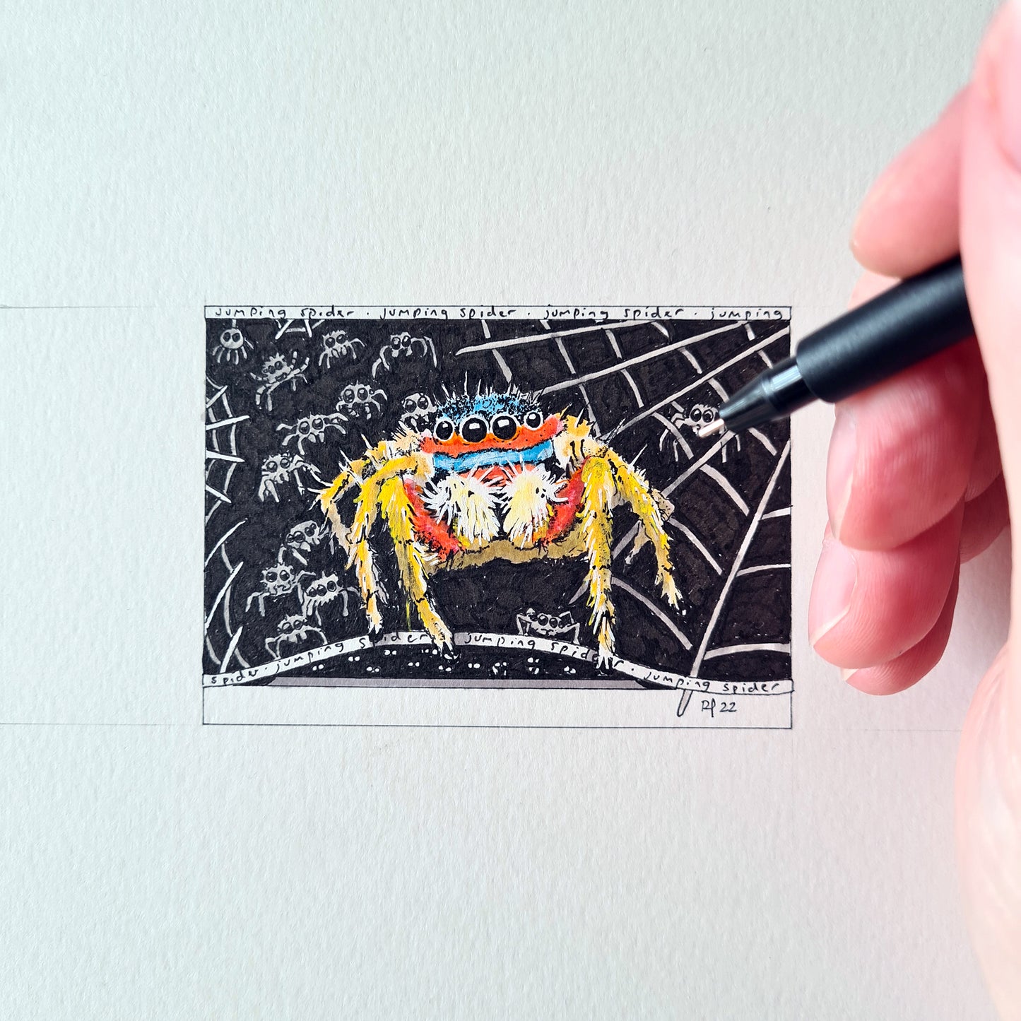 Jumping Spider ACEO Print