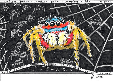 Jumping Spider ACEO Print